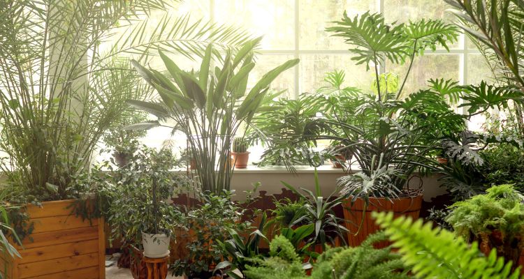 Imagem de Aproveitamento de Espaço Vertical no Cultivo