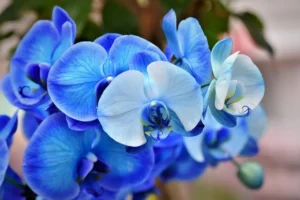 Orquídea azul com pétalas brancas e centro azul. Como Cuidar de Orquídeas.